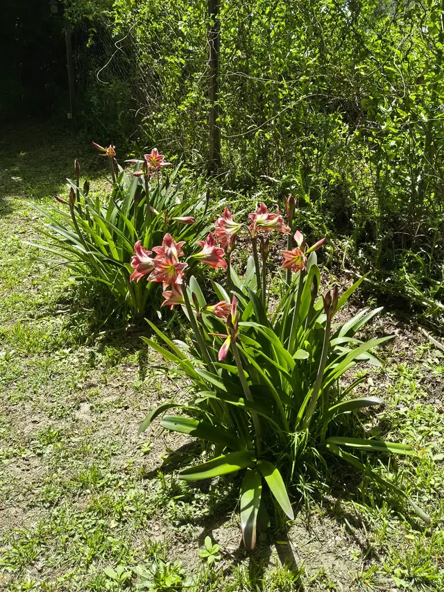 Flores en el parque del complejo